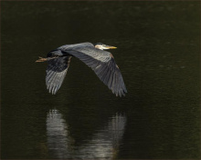 Art by PARK 52TW0004 - Blue Heron Flight