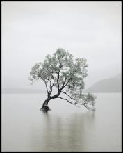 Art by PARK 964865-4050 - Tranquila Tree Soft Green
